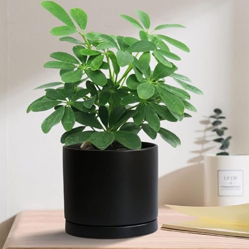 Ceramic Plant Saucer Pot Tray 6, 8, 10 Inch Black, Planter Saucers for Indoors Outdoor, Durable Sturdy Flower Drainage drip Water Tray for Glazed Pots Base - color: Black, size: 6+8+10in 3pack