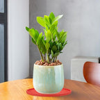 PATIKIL 6 Inch Round Ceramic Plant Saucer, Plant Saucer Tray Flower Planter Drip Tray for Indoors Outdoors Patio Balcony, Turquoise - color: Turquoise