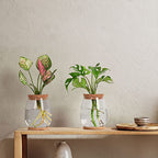2 Pcs Propagation Vases, Tabletop Plant Terrarium for Propagating Hydroponic, Glass Terrarium Vase Jars, Home Kitchen Decorations and Gifts for Plant Lovers - size: 4.2" L x 4.2" W x 5.2"H
