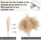 Natural Dried Pampas Grass Decor, Brown Pampas Grass， Bunny Tails Dried Flowers, Reed Grass Bouquet for Wedding Boho Flowers Home Table Decor, Fall Decor，Rustic Farmhouse Party (100 in Total ) - size: 100CPS-Brown