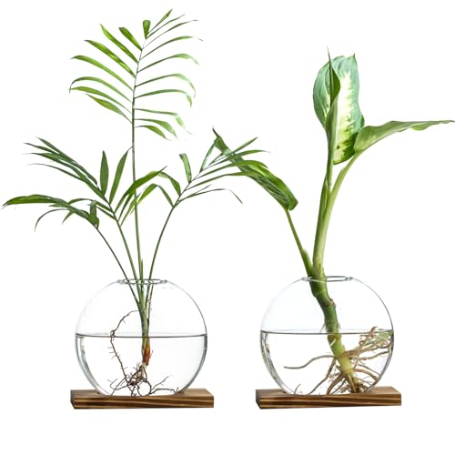 Glass Planter Propagation Station with Wooden Base - Clear Oblate Hydroponic Vase, Decorative Desktop Flower Vase for Home, Office, Windowsill - Gift for Plant Lovers (2)