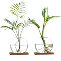 Glass Planter Propagation Station with Wooden Base - Clear Oblate Hydroponic Vase, Decorative Desktop Flower Vase for Home, Office, Windowsill - Gift for Plant Lovers (2)