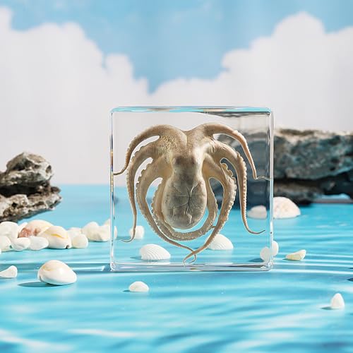 Taxidermy Octopus, Real Octopus Specimens Animal Specimen in Resin for Science Classroom Science Education, Great Gift for Fans of Taxidermy, Animal Skull, Oddities, Biology (3 x 3 x 1 inch) - color: Octopus