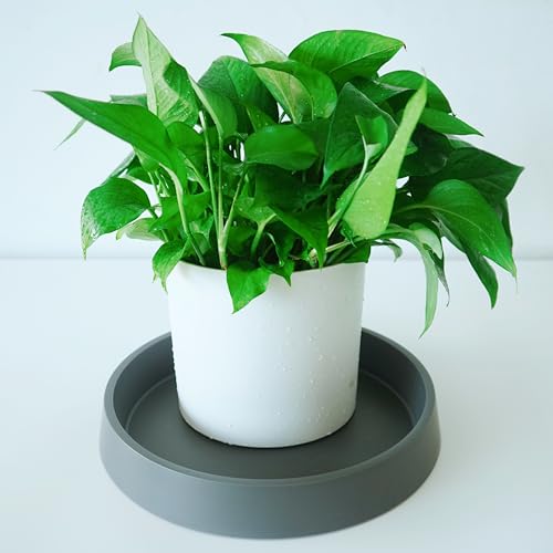 1 Pack Plant Saucer Tray for Ceramic Plastic Pots, 6 inch Plant Saucers for Indoors, Pot Saucers Trays, Flower Planter Water Drip Trays for Pots Base (6", Gray) - color: Gray, size: 6" (1 Pack)