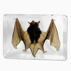 Real Specimen Preserved in Resin - Animal Taxidermy for Science Education, Great Gift for Fans of Taxidermy, Animal Skull, Biology (Big Bat) - color: Big Bat Specimen