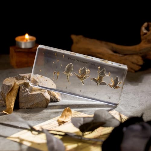 Frog Development Specimen in Resin - Transparent Resin Block Showing Life Cycle from Egg to Adult Frog (5.5 x 2.5 x 0.8 Inches) - color: Frog Development Specimen (5.5" X 2.5" X 0.8")