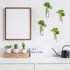 Vumdua 4 Pack Glass Planters, Clear, 5.9 in H x 1.85 in D, Suitable for Most Water Plants, Perfect for DIY Propagation Station, Easy to Install, Elegant and Functional