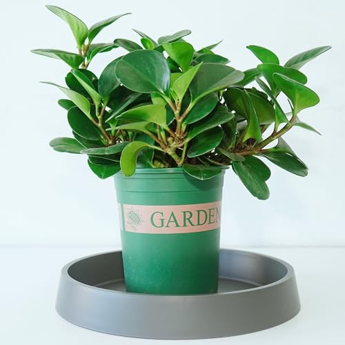 1 Pack Plant Saucer Tray for Ceramic Plastic Pots, 6 inch Plant Saucers for Indoors, Pot Saucers Trays, Flower Planter Water Drip Trays for Pots Base (6", Gray) - color: Gray, size: 6" (1 Pack)