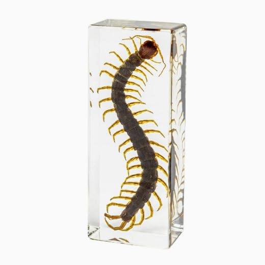 Real Specimen Preserved in Resin - Animal Taxidermy for Science Education, Great Gift for Fans of Taxidermy, Animal Skull, Biology (Centipede) - color: Centipede Specimen