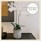 CG Hunter Faux White Orchid Plant, Premium Artificial Indoor Flower Display Stands 24”, Beautiful Sculptural Blooms That Lasts Forever, Grey Planter Pot Included - size: 24" White 2-Stem Orchid