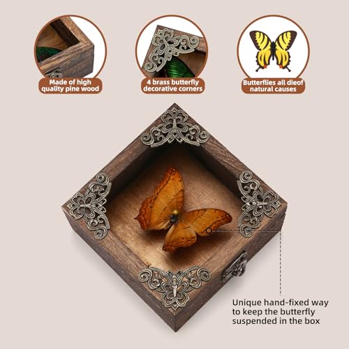 Real Butterfly Shadow Box Picture Frame - Framed Butterfly Taxidermy Meticulously Handcrafted, Gothic Decor Butterfly Small Shadow Box (Yellow-Spotted Nymphalid (Nymphalidae)) - color: Yellow-spotted Nymphalid (Nymphalidae)