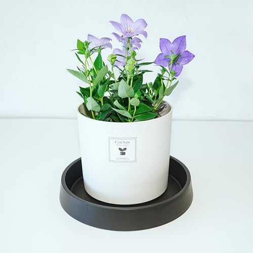 1 Pack Plant Saucer Tray for Ceramic Plastic Pots, 6 inch Plant Saucers for Indoors, Pot Saucers Trays, Flower Planter Water Drip Trays for Pots Base (6", Black) - color: Dark Black, size: 6" (1 Pack)