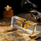 Real Cicada Specimen - Tiger-Striped Cicada Encased in Clear Resin Block,Perfect for Science Education, Oddities Collectors, and Biology Enthusiasts(Cicada Specimen) - color: Cicada Specimen