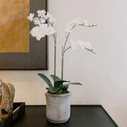 CG Hunter Faux White Orchid Plant, Premium Artificial Indoor Flower Display Stands 24”, Beautiful Sculptural Blooms That Lasts Forever, Grey Planter Pot Included - size: 24" White 2-Stem Orchid