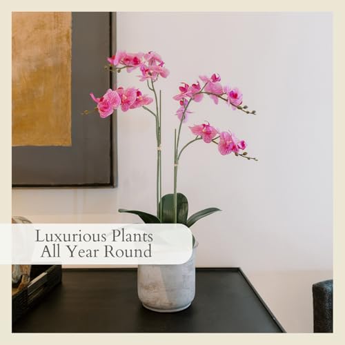 CG Hunter Faux Pink Orchid Plant, Premium Artificial Indoor Flower Display Stands 24”, Beautiful Sculptural Blooms That Lasts Forever, Grey Planter Pot Included - size: 24" Pink 2-Stem Orchid