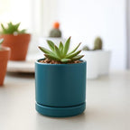 D'vine Dev Set of 4 Small Ceramic Plant Pots, 3.5 Inch Succulent Planter Pot for Plants with Drainage Hole and Saucer, Teal, 94-X-A-9 - color: Teal, size: 3.5 Inch