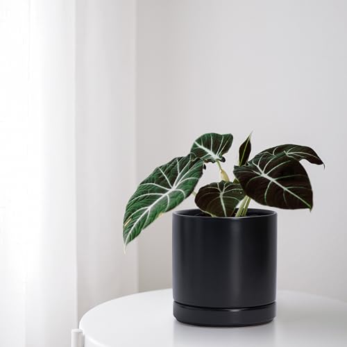 D'vine Dev Set of 2 Plants Pots, 6.5 Inch Ceramic Planter Pot for Plants with Drainage Hole and Saucer, Black, 94-V-C-2 - color: Black, size: 6 Inch
