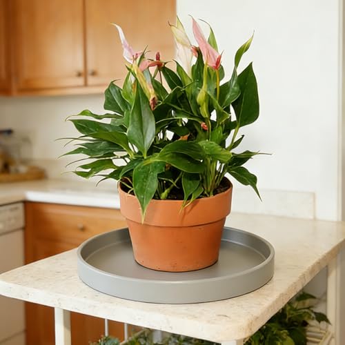 1 Pack 10 inch Plant Saucer Drip Tray, Heavy Sturdy Plastic Planter Flower Pot Drainage Tray Plate Saucers for Indoor Outdoor Garden, Plant Water Drip Trays for pots Base (10", Gray) - color: Gray, size: 10" - 1Pcs