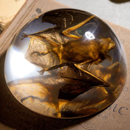 Real Bat Specimen in Dome Resin - Authentic Bat Preserved in Half-Sphere Resin, Perfect for Science Education, Oddities Collectors, and Unique Decor - color: Bat Specimen (3.5" Round)