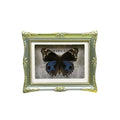 1Pcs Real Butterfly Framed Handmade, Taxidermy Butterfly Shadow Box Collection, Framed Butterfly Taxidermy for Oddities and Curiosities Gifts Tabletop ornaments (N-Butterfly specimen+photo frame) - color: N-Butterfly specimen+photo frame