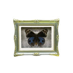 1Pcs Real Butterfly Framed Handmade, Taxidermy Butterfly Shadow Box Collection, Framed Butterfly Taxidermy for Oddities and Curiosities Gifts Tabletop ornaments (N-Butterfly specimen+photo frame) - color: N-Butterfly specimen+photo frame
