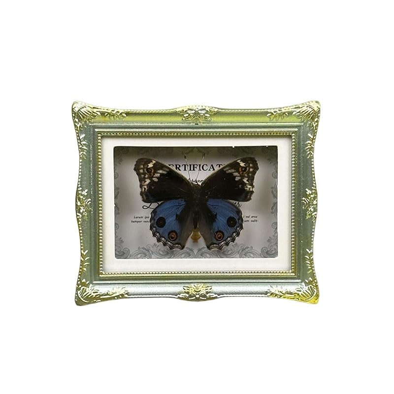 1Pcs Real Butterfly Framed Handmade, Taxidermy Butterfly Shadow Box Collection, Framed Butterfly Taxidermy for Oddities and Curiosities Gifts Tabletop ornaments (N-Butterfly specimen+photo frame) - color: N-Butterfly specimen+photo frame