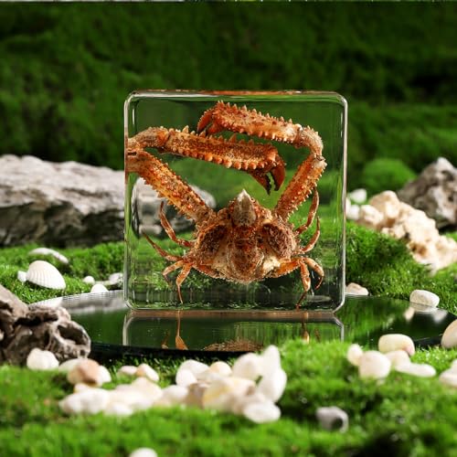 Taxidermy Crab, Real Crab Specimens Animal Specimen in Resin for Science Classroom Science Education, Great Gift for Fans of Taxidermy, Animal Skull, Oddities, Biology (3 x 3 x 1 inch) - color: Crab A