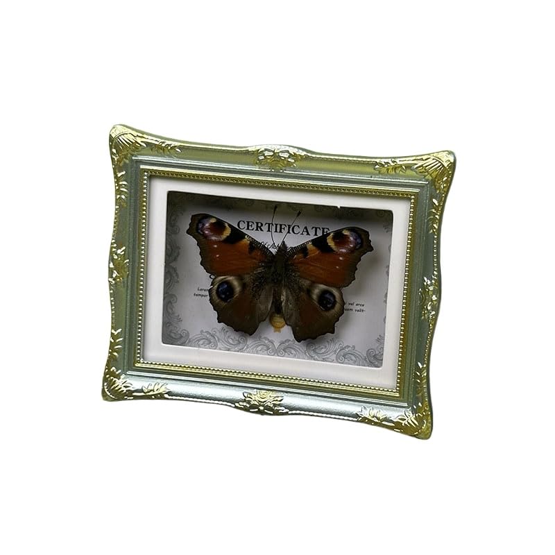 1Pcs Real Butterfly Framed Handmade, Taxidermy Butterfly Shadow Box Collection, Framed Butterfly Taxidermy for Oddities and Curiosities Gifts Tabletop Ornaments (G-Butterfly Specimen+Photo Frame) - color: G-butterfly Specimen+photo Frame