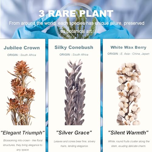 3Pcs Dried Flower Decor,Knick Knacks for Shelves,Cool Stuff for Bookshelf,Small Plants Decor for Office Shelves,Natural Green Plants Boho Shelf Decor,Apothecary Decor,Unique Gifts for Women,Friends - color: Minimalist Neutral Trio,3-piece Set