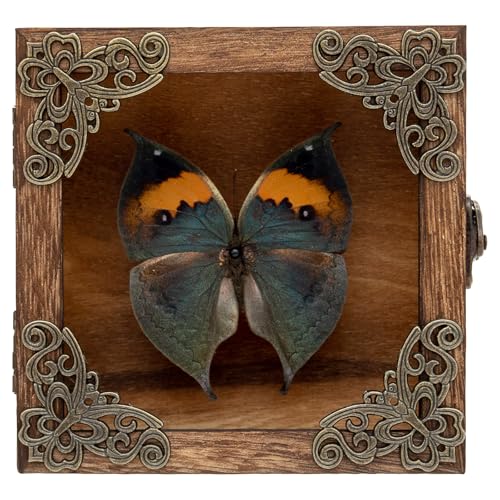 Real Butterfly Shadow Box Picture Frame - Framed Butterfly Taxidermy Meticulously Handcrafted, Gothic Decor Butterfly Small Shadow Box (Dried Leaf Butterfly (Family Papilionidae)) - color: Dried Leaf Butterfly (Family Papilionidae)