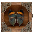 Real Butterfly Shadow Box Picture Frame - Framed Butterfly Taxidermy Meticulously Handcrafted, Gothic Decor Butterfly Small Shadow Box (Dried Leaf Butterfly (Family Papilionidae)) - color: Dried Leaf Butterfly (Family Papilionidae)