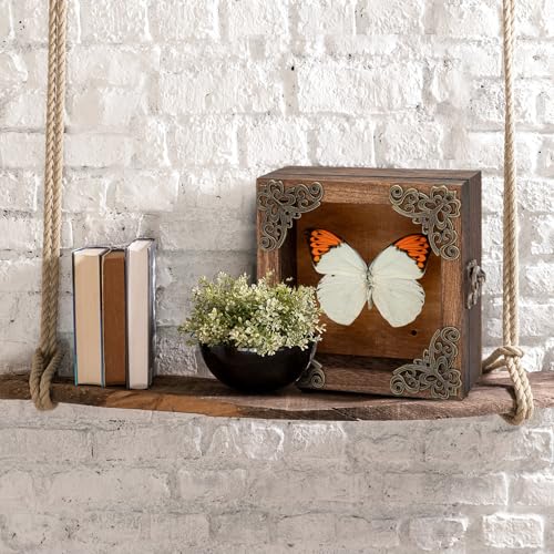 Real Taxidermy Butterfly Shadow Box - Framed Butterfly Taxidermy Unique Metal Pushpin Fixation, Goth Gifts Butterfly Decoration Box (Crane Crest White Butterfly (Family Papilionidae) - color: Crane Crest White Butterfly (Family Papilionidae)