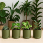 D'vine Dev Set of 4 Small Ceramic Plant Pots, 3.5 Inch Succulent Planter Pot for Plants with Drainage Hole and Saucer, Olive, 94-X-A-0 - color: Olive, size: 3.5 Inch