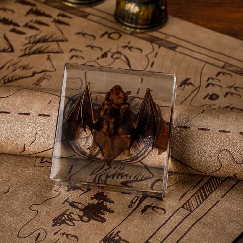 Taxidermy Bat Specimen in Resin – Real Preserved Animal Specimen, Oddities Collectible & Gothic Decor for Science Classroom, Unique Halloween, Christmas & Birthday Gift (3 x 3 x 1 Inches) - color: Taxidermy Bat(3 x 3 x 1 inch)