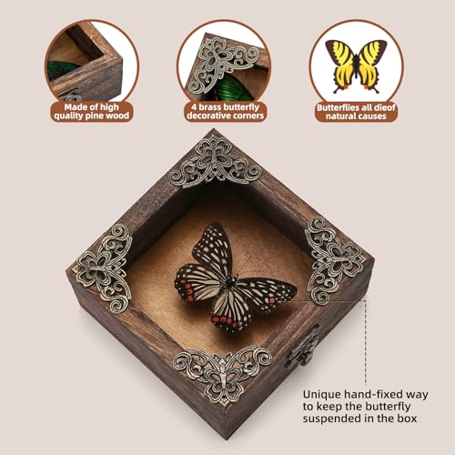 Real Taxidermy Butterfly Shadow Box - Framed Butterfly Taxidermy Meticulously Handcrafted, Goth Gifts Butterfly Decoration Box (Black-Veined Nymphalid (Nymphalidae)) - color: Black-veined Nymphalid (Nymphalidae)