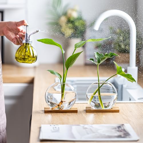 Glass Planter Propagation Station with Wooden Base - Clear Oblate Hydroponic Vase, Decorative Desktop Flower Vase for Home, Office, Windowsill - Gift for Plant Lovers (2)