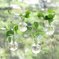Bunmery 4 pcs Window Propagation Stations, Easy to Install Plant Propagation Bulbs with Suckion Cups, No Nails Wall Hanging Planter Propagation Station, Glass Plant Terrarium Vase - color: Clear Bulb, size: 4 PCS