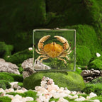 Taxidermy Crab, Real Crab Specimens Animal Specimen in Resin for Science Classroom Science Education, Great Gift for Fans of Taxidermy, Animal Skull, Oddities, Biology (3 x 3 x 1 inch) - color: Crab B