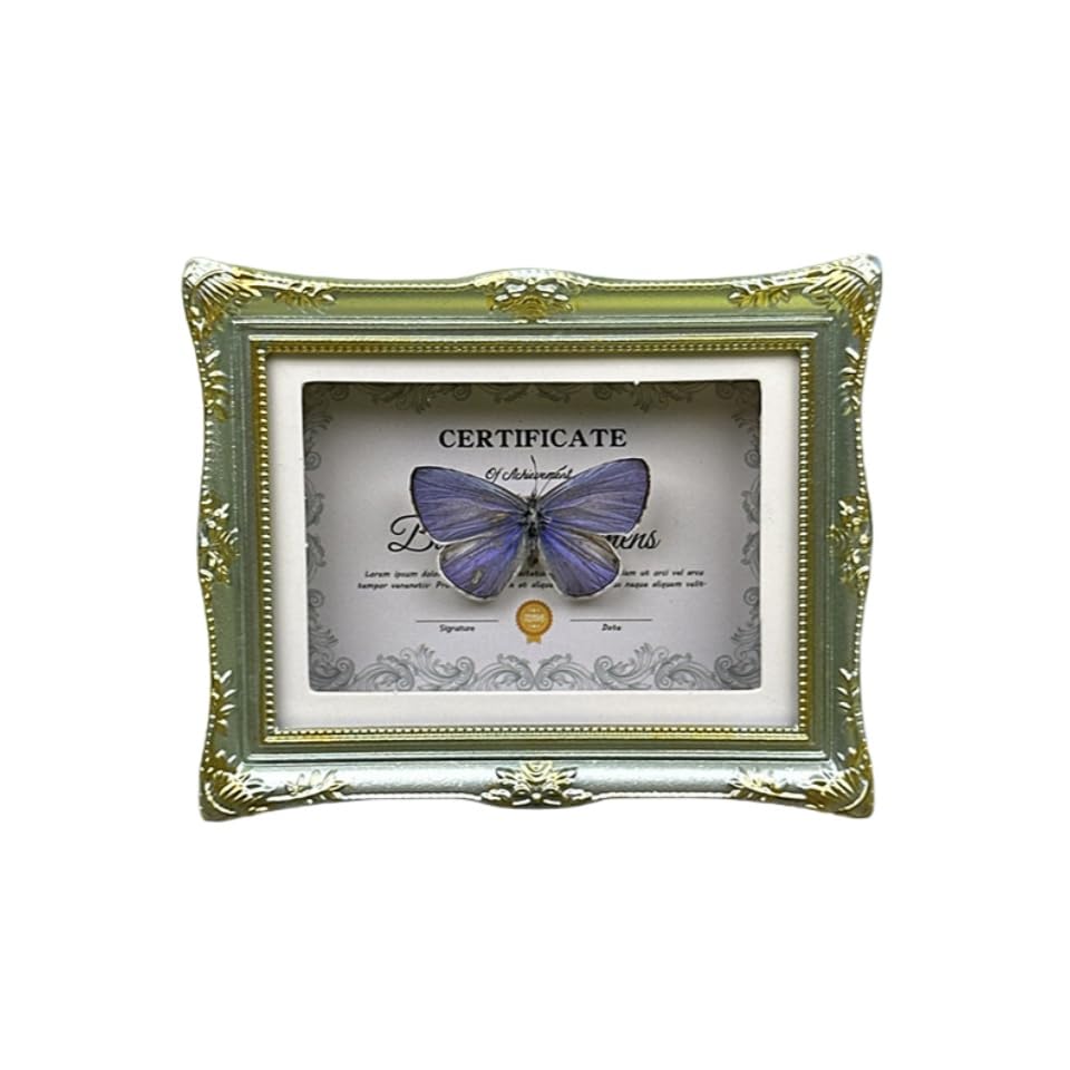 1Pcs Real Butterfly Framed Handmade, Taxidermy Butterfly Shadow Box Collection, Framed Butterfly Taxidermy for Oddities and Curiosities Gifts Tabletop Ornaments (D-Butterfly Specimen+Photo Frame) - color: D-butterfly Specimen+photo Frame