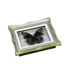 1Pcs Real Butterfly Framed Handmade, Taxidermy Butterfly Shadow Box Collection, Framed Butterfly Taxidermy for Oddities and Curiosities Gifts Tabletop ornaments (N-Butterfly specimen+photo frame) - color: N-Butterfly specimen+photo frame