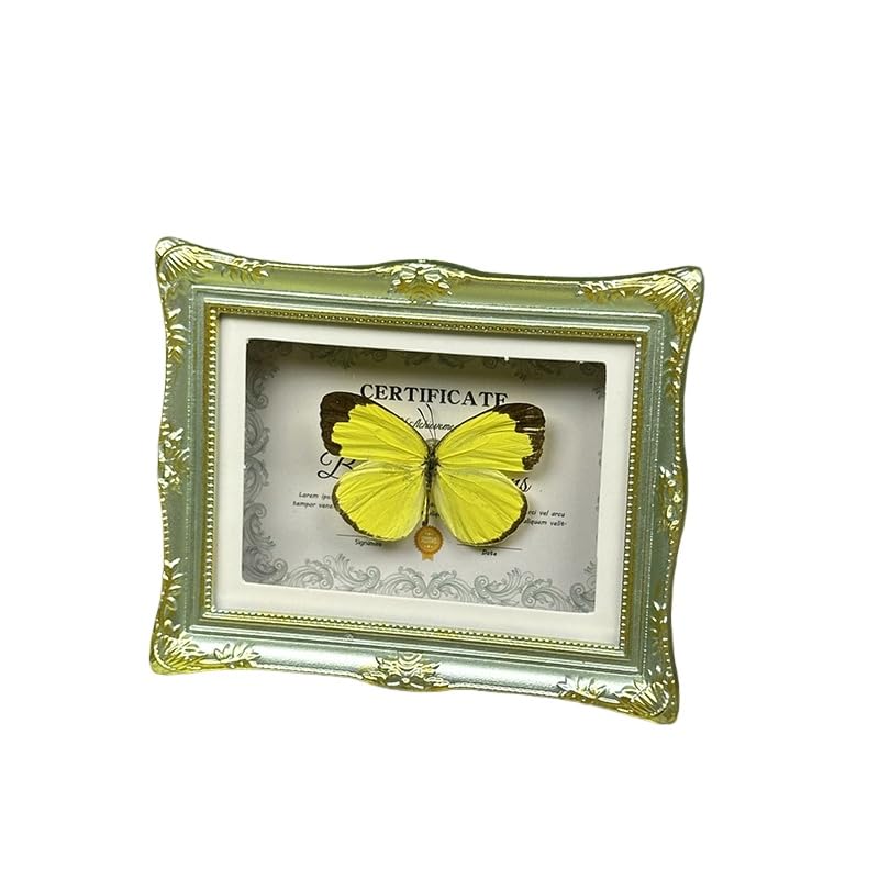 1Pcs Real Butterfly Framed Handmade, Taxidermy Butterfly Shadow Box Collection, Framed Butterfly Taxidermy for Oddities and Curiosities Gifts Tabletop Ornaments (H-Butterfly Specimen+Photo Frame) - color: H-butterfly Specimen+photo Frame