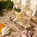 Taxidermy Starfish, Real Starfish Specimens Animal Specimen in Resin for Science Classroom Science Education, Great Gift for Fans of Taxidermy, Animal Skull, Oddities, Biology (3 x 3 x 1 inch) - color: Starfish