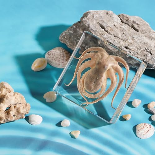 Taxidermy Octopus, Real Octopus Specimens Animal Specimen in Resin for Science Classroom Science Education, Great Gift for Fans of Taxidermy, Animal Skull, Oddities, Biology (3 x 3 x 1 inch) - color: Octopus