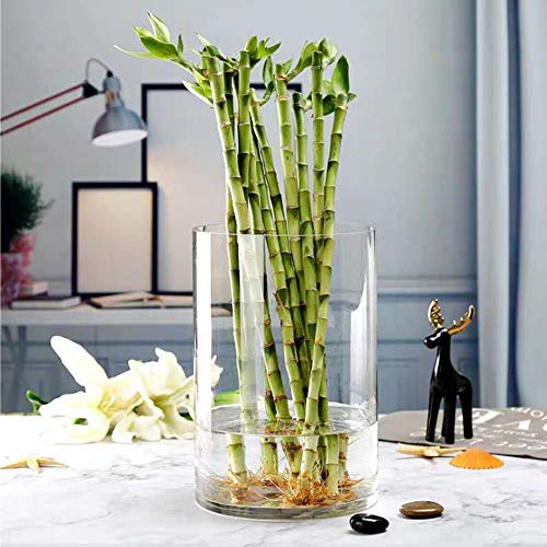 WGV Cylinder Vase, Width 8", Height 12", Clear Wide Large Diameter Flower Glassware, Floral Container, Planter Terrarium for Wedding Party Event, Home Accent Decor, 1 Piece - size: 8"x12"H