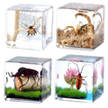 4Pcs Insect Taxidermy in Resin, Interesting Square Microlandscape Insect Specimen Set for Back-to-School Gifts Oddities Bug Collection Paperweights Science Education Supplies (1.57x1.57 inch) - color: Insect A