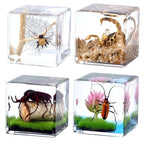 4Pcs Insect Taxidermy in Resin, Interesting Square Microlandscape Insect Specimen Set for Back-to-School Gifts Oddities Bug Collection Paperweights Science Education Supplies (1.57x1.57 inch) - color: Insect A