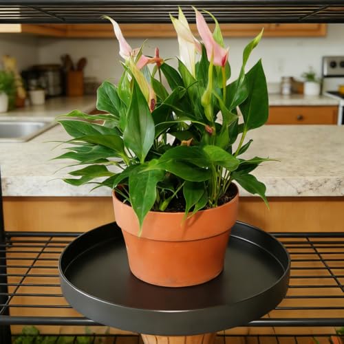 Plant Saucer 6 inch Drip Tray for Ceramic Plastic Pots, 2 Pack Plant Saucers for Indoors, Plastic Planter Flower Pot Saucers for Potted Plants, Planter Water Trays for pots Base (6", Chocolate) - color: Chocolate, size: 6" - 2Pcs