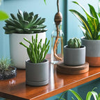D'vine Dev Set of 2 Plants Pots, 3.5 Inch Ceramic Planter Pot for Plants with Drainage Hole and Saucer, Speckled Grey, 94-V-A-3 - color: Gray, size: 3.5 Inch