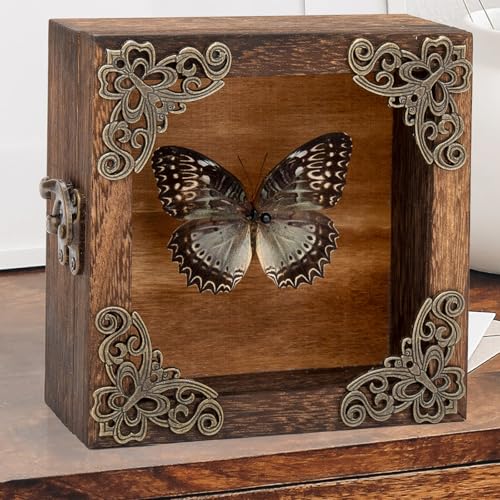 Real Butterfly Shadow Box Picture Frame - Framed Butterfly Taxidermy Meticulously Handcrafted, Gothic Decor Butterfly Small Shadow Box (Male Red Saw Nymphalid (Nymphalidae)) - color: Male Red Saw Nymphalid (Nymphalidae)
