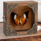 Real Taxidermy Butterfly Shadow Boxes - Framed Butterfly Unique Metal Pushpin Fixation, Oddities and Curiosities Gifts Butterfly Decoration Box (White Tape Nymphalid (Nymphalidae)) - color: White Tape Nymphalid (Nymphalidae)